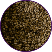 Imagem dos grãos do produto Brachiaria Ruziziensis cv. Ruziziensis